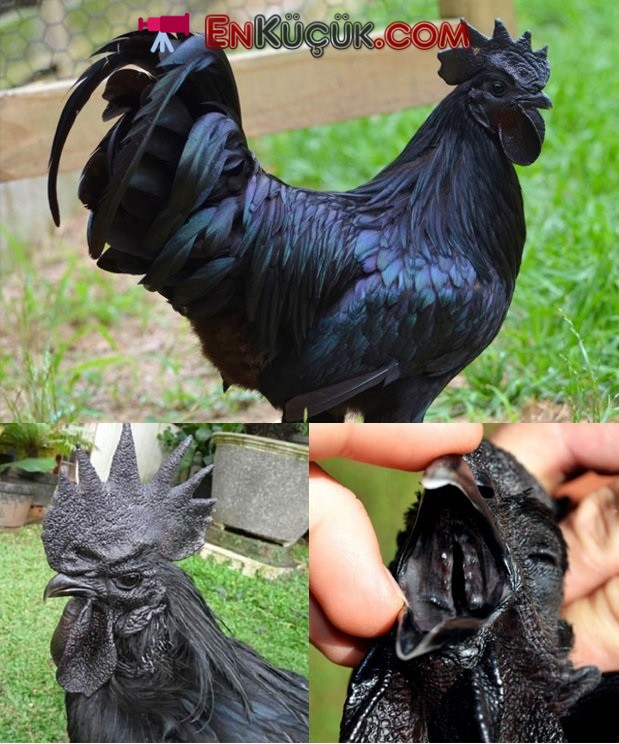 Siyah Tavuk Dünyanın En Pahalı Tavuğu